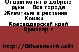 Отдам котят в добрые руки. - Все города Животные и растения » Кошки   . Краснодарский край,Армавир г.